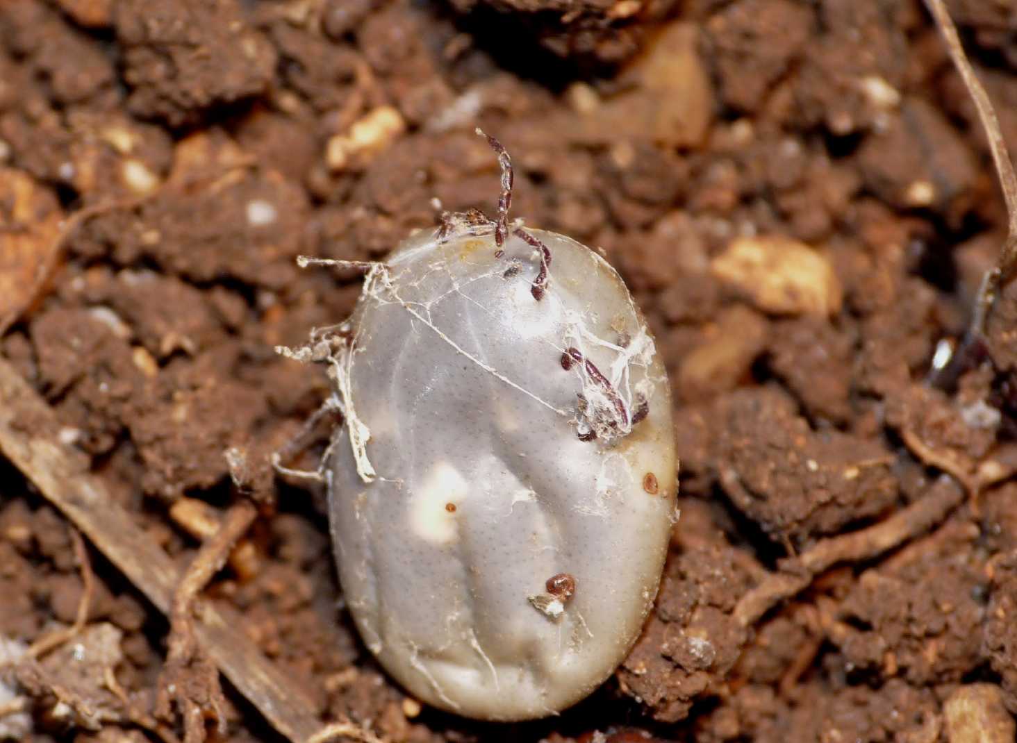 Zecca gigante con uova